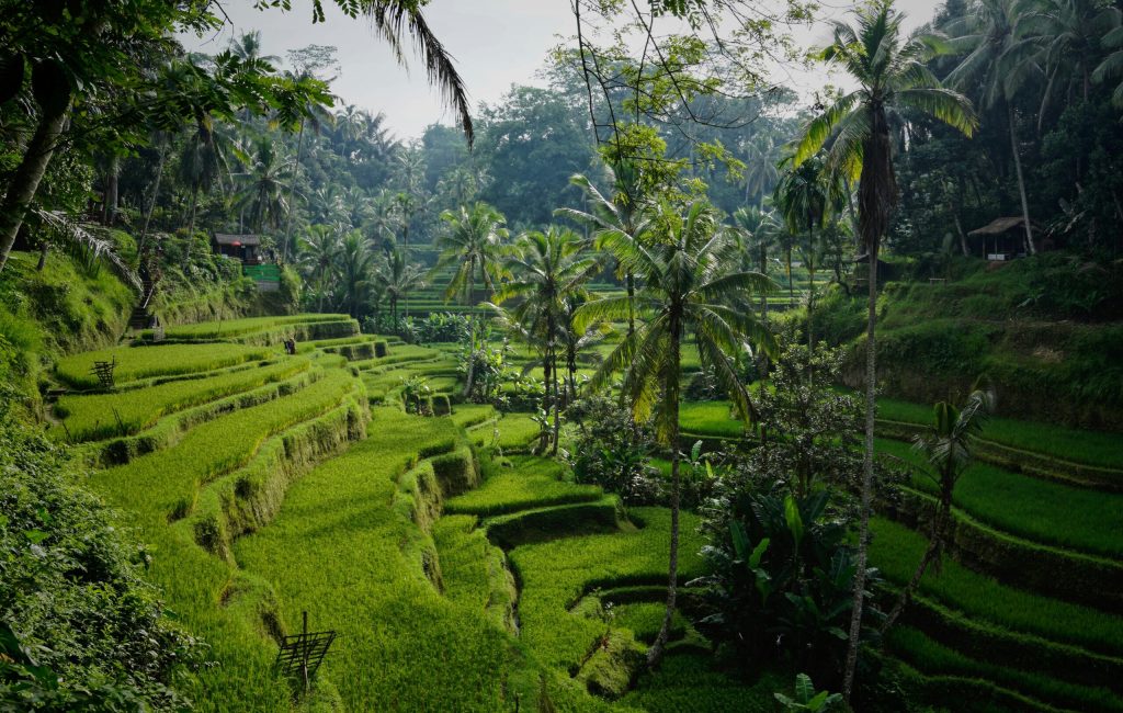 ubud sawah